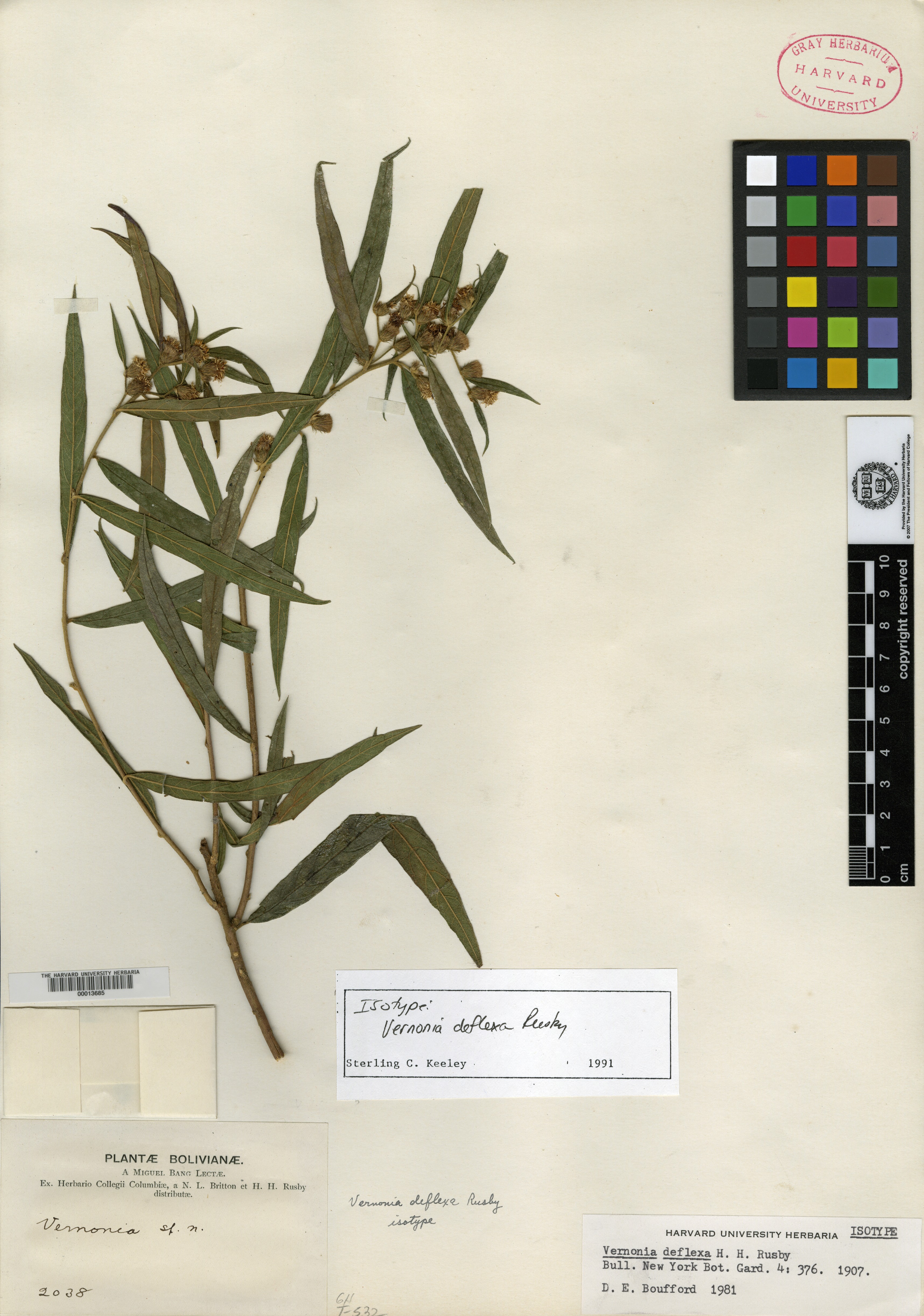 Vernonia deflexa image