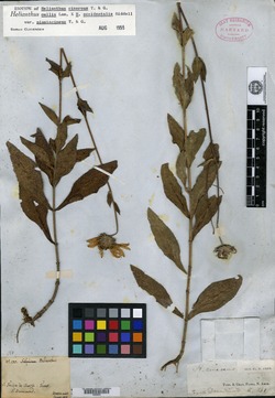 Helianthus × cinereus image