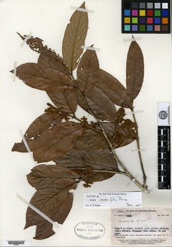 Licania densiflora image