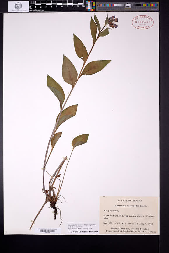 Mertensia eastwoodiae image