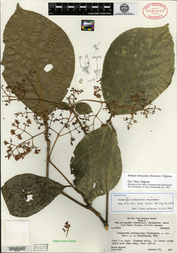 Bathysa bathysoides image