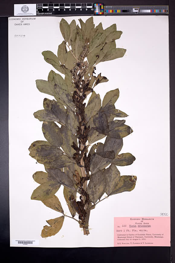 Vicia eriocarpa image