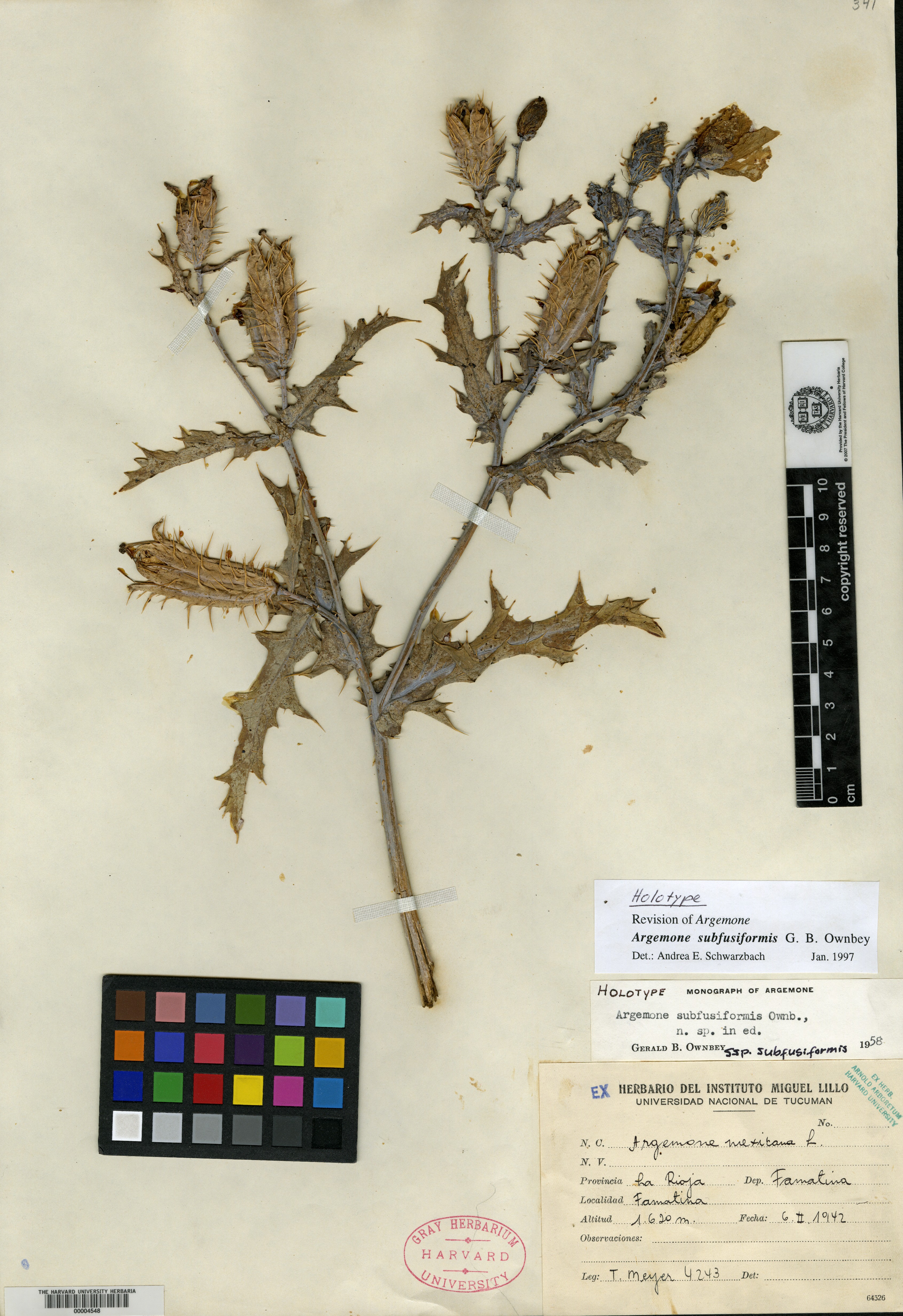Stylophorum lasiocarpum image
