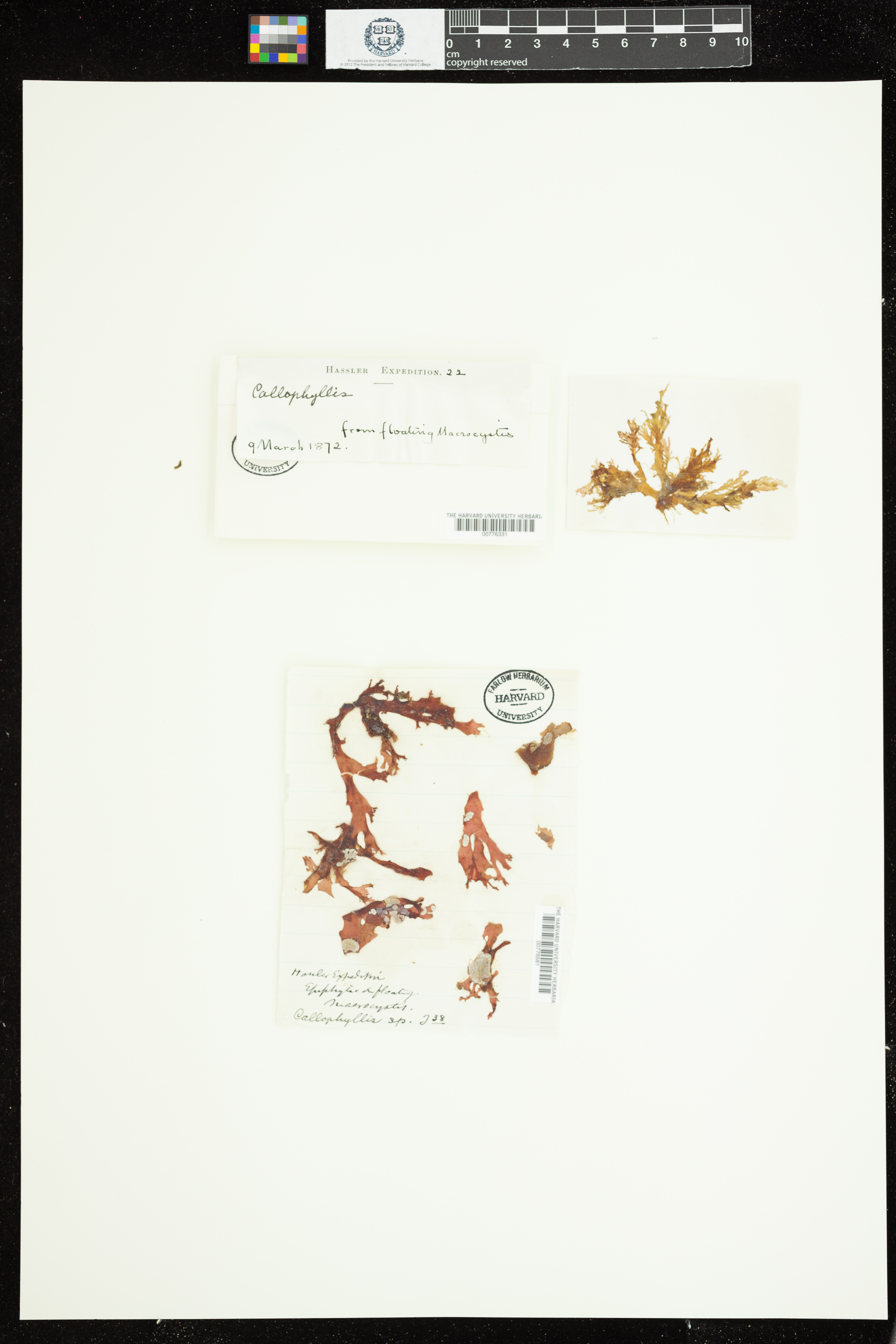Callophyllis image