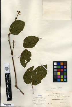 Lundia phaseolifolia image
