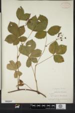 Rubus adjacens image