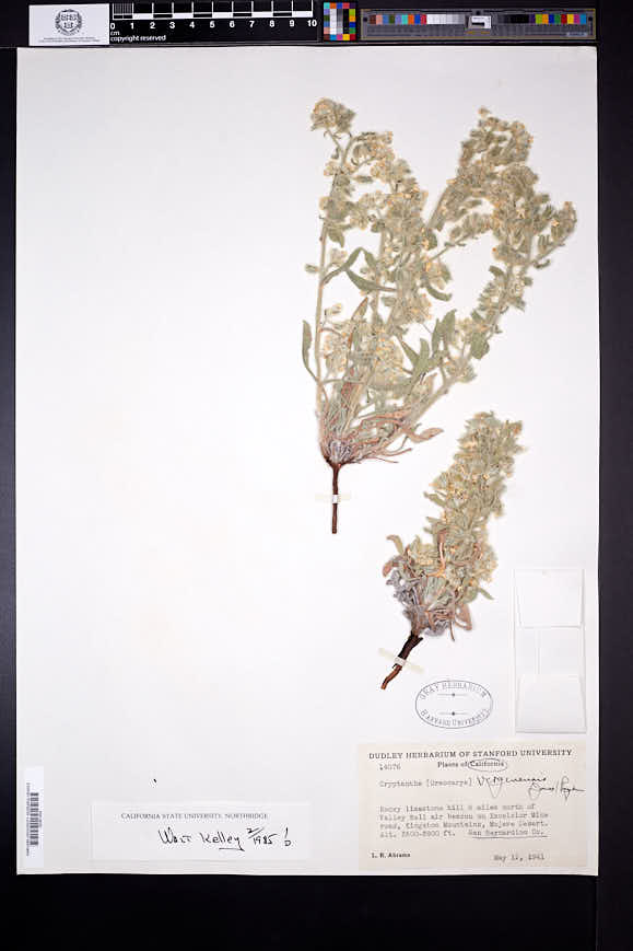 Oreocarya virginensis image