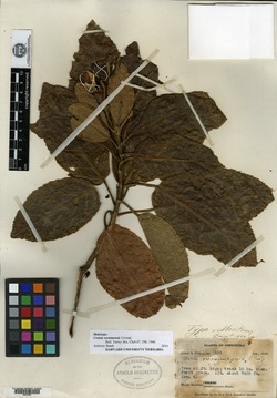 Croton roraimensis image