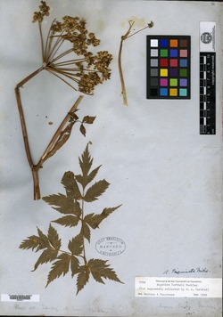 Angelica curtisii image