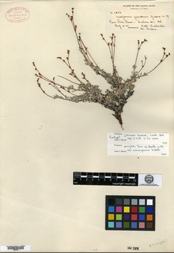 Eriogonum junceum image