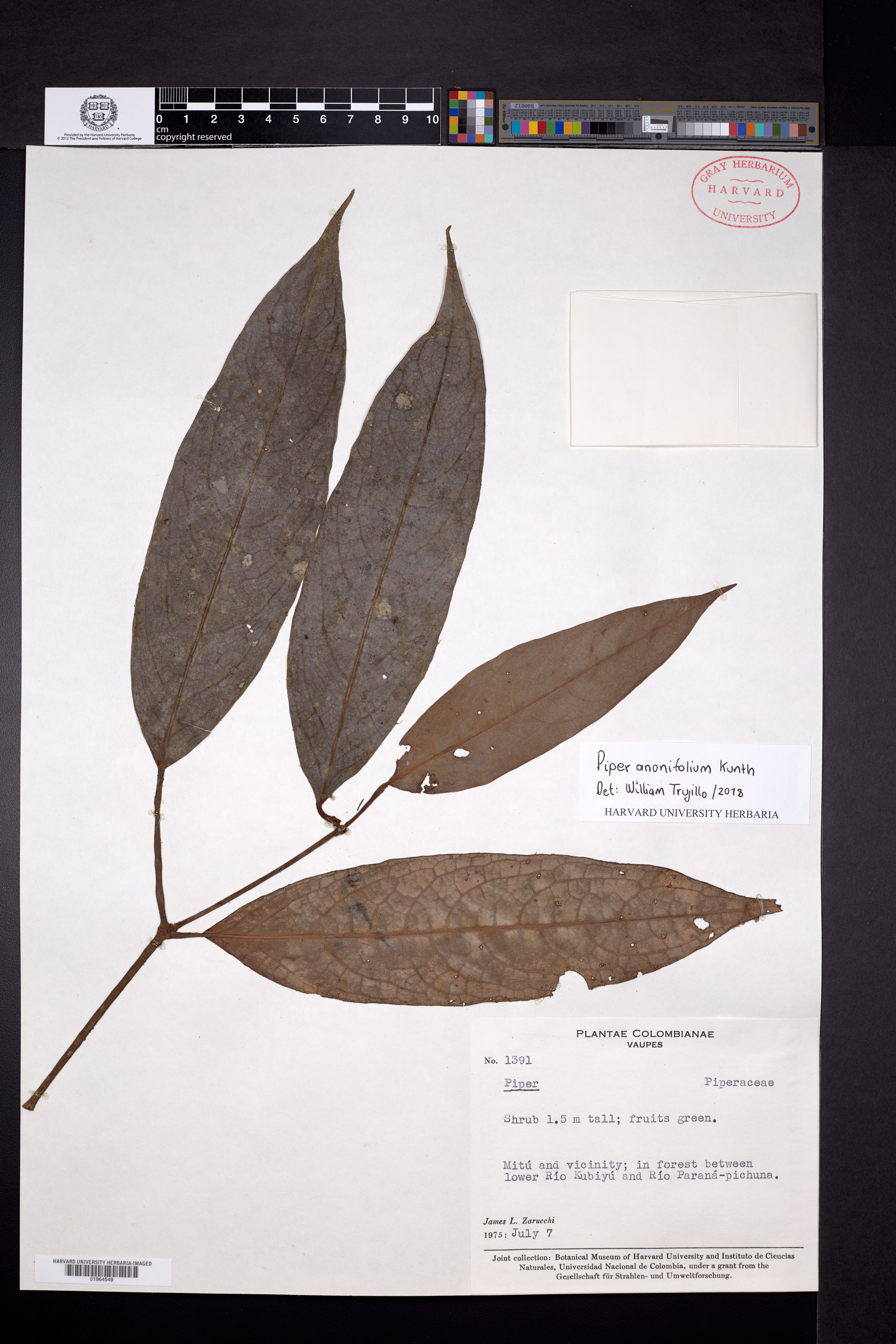 Piper anonifolium image