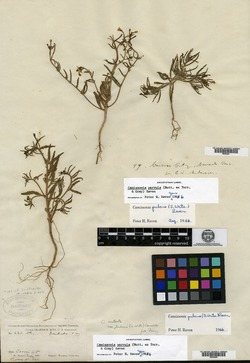 Oenothera pubens image