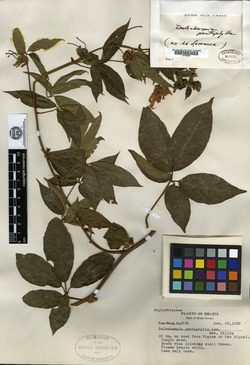 Dalechampia pentaphylla image