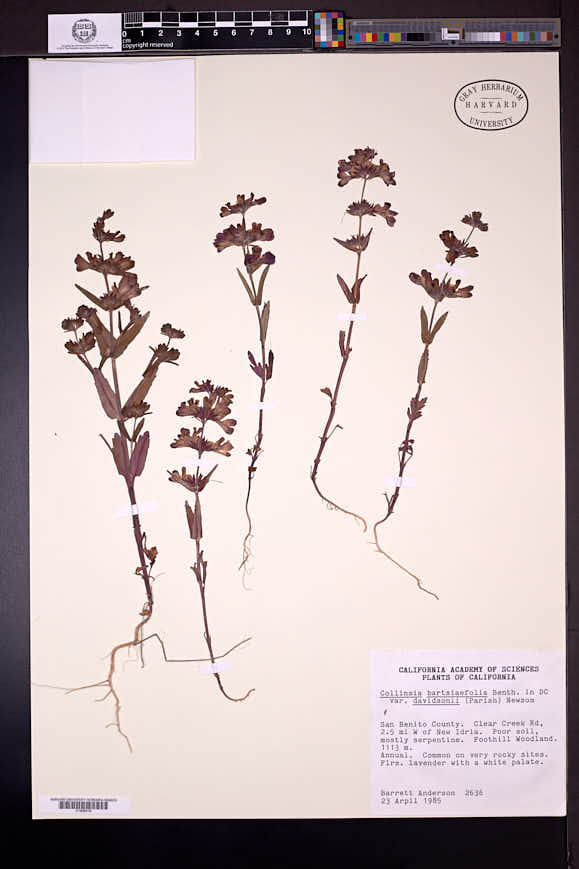 Collinsia bartsiifolia image