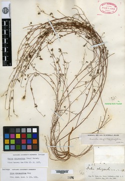 Dalea chrysorrhiza image