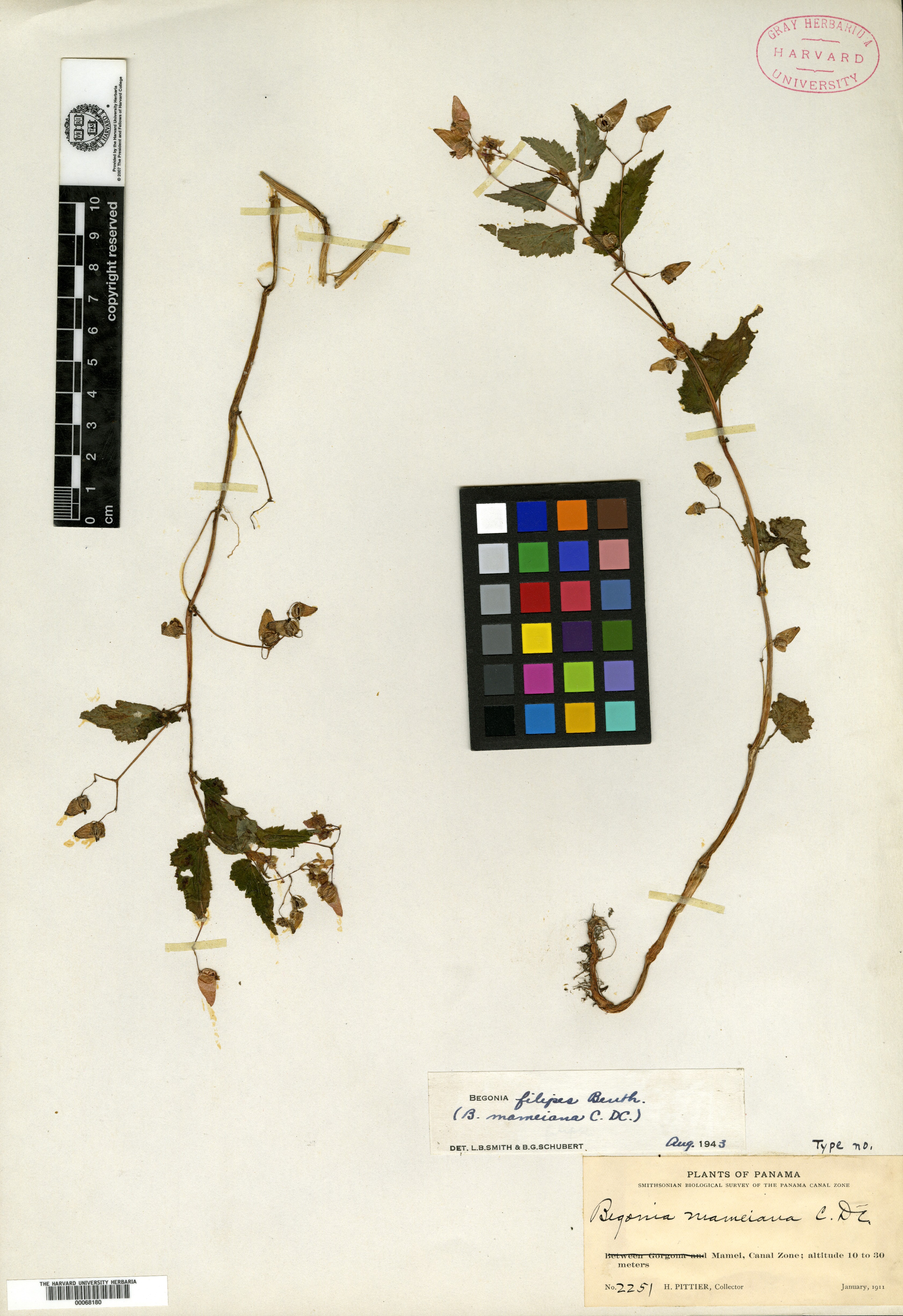 Begonia mameiana image