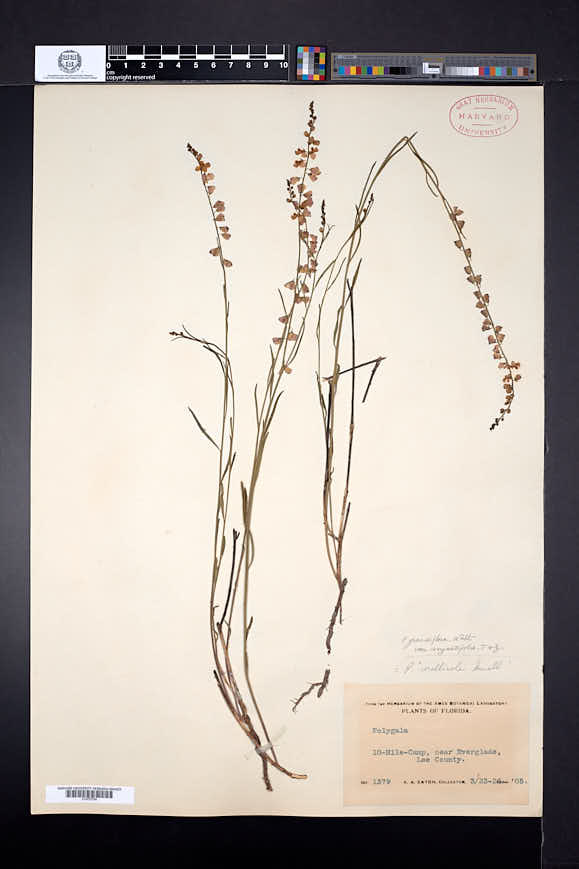 Polygala grandiflora var. angustifolia image