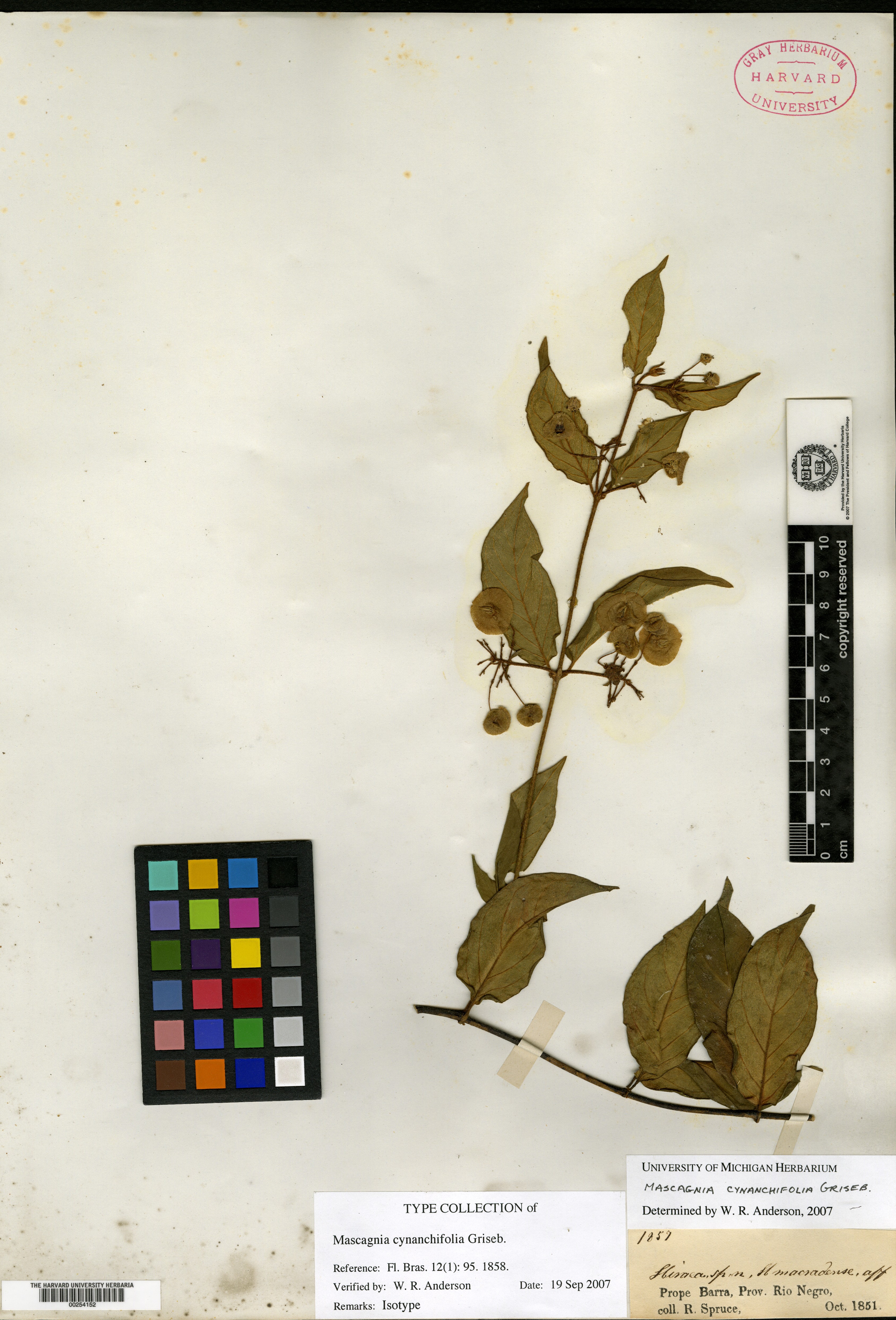 Mascagnia cynanchifolia image
