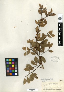 Cynometra fissicuspis image