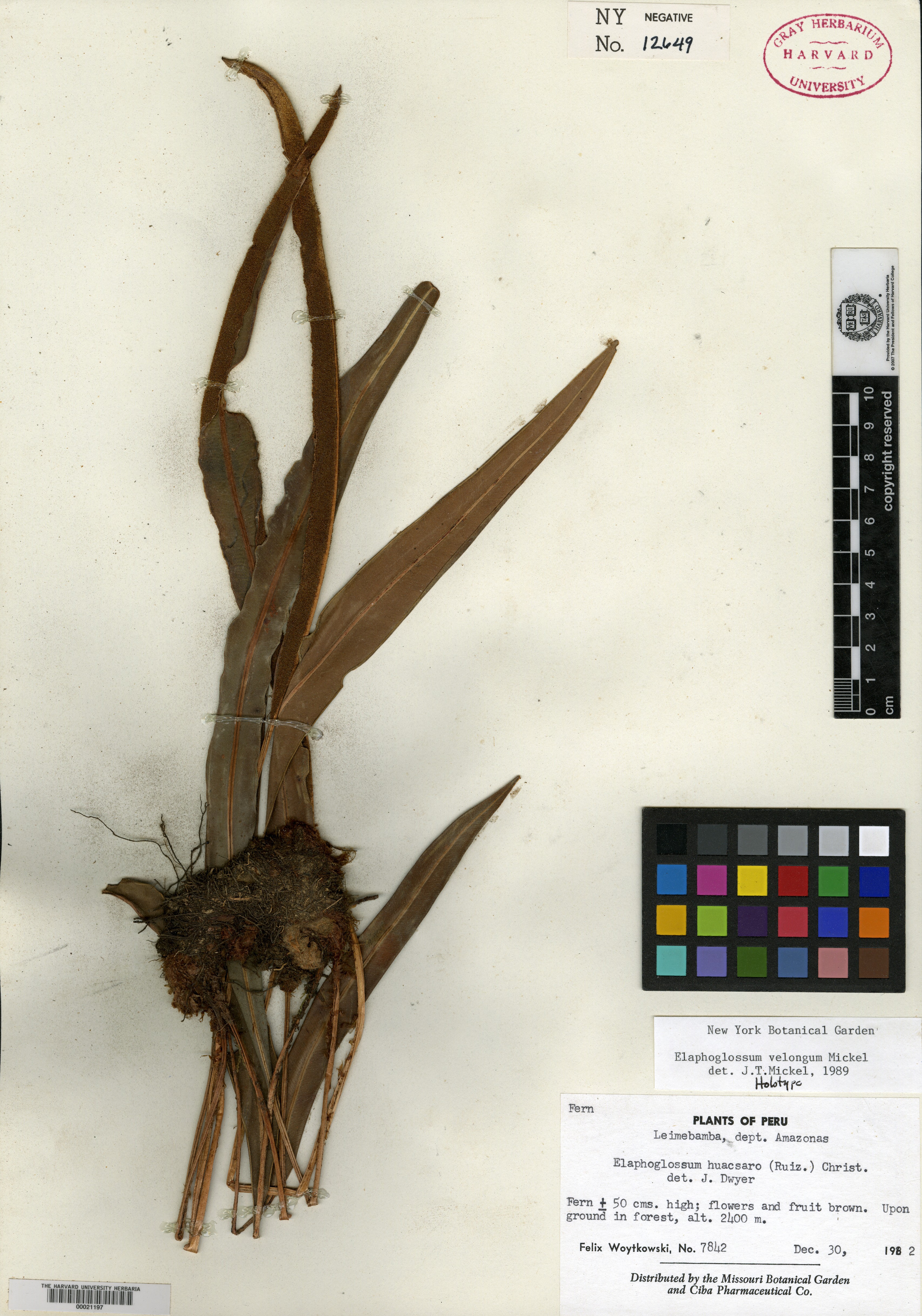 Elaphoglossum velongum image