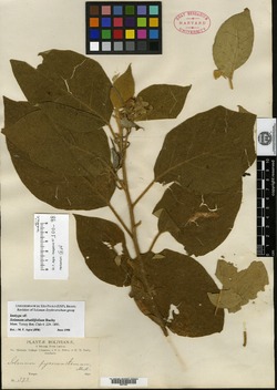 Solanum abutilifolium image
