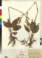 Spiranthes gracilis image