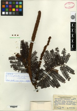 Dimorphandra urubuensis image