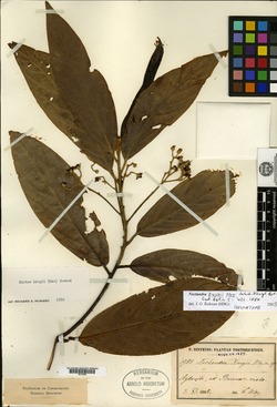 Nectandra krugii image
