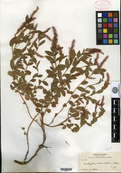 Acalypha sessilifolia image