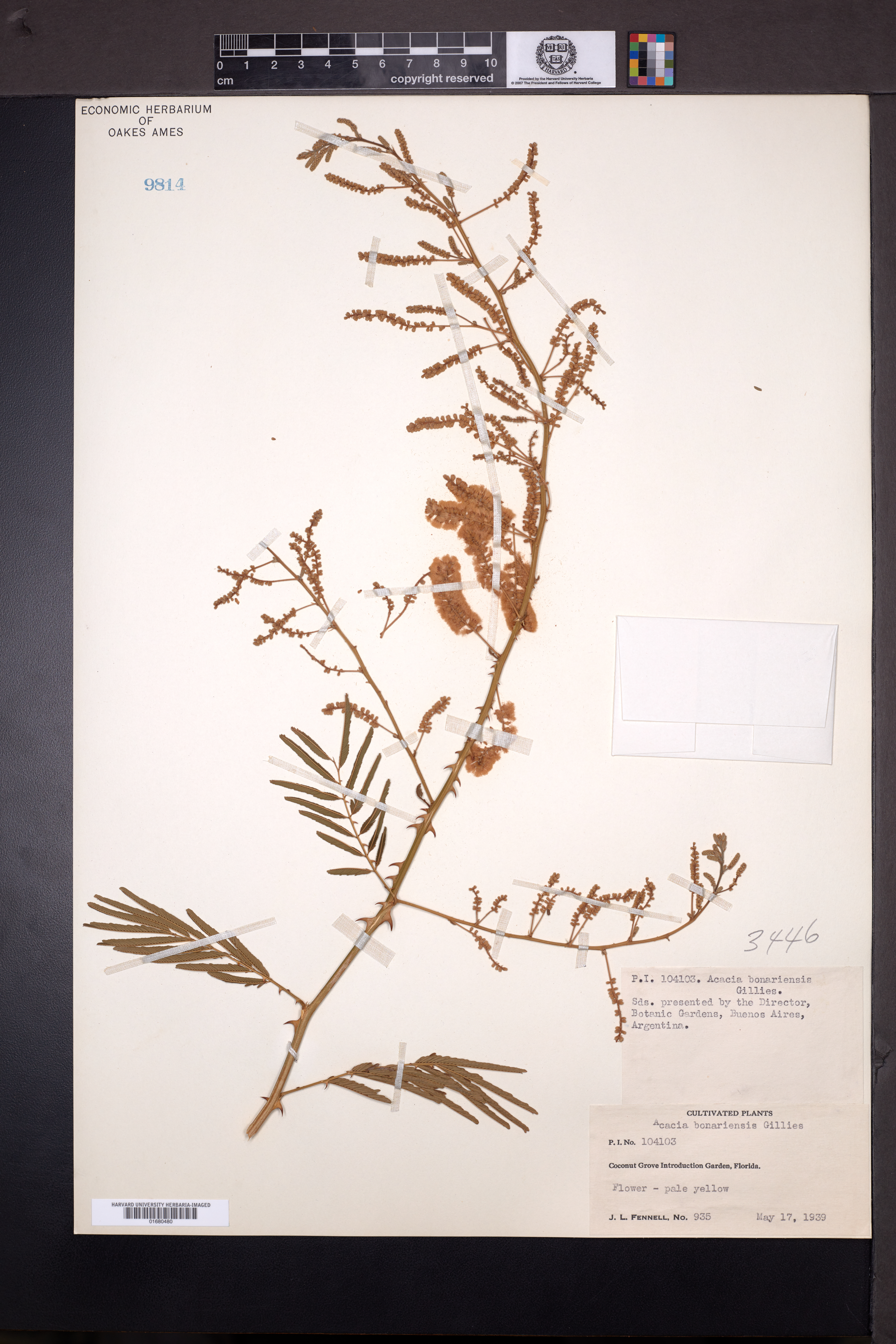 Acacia bonariensis image