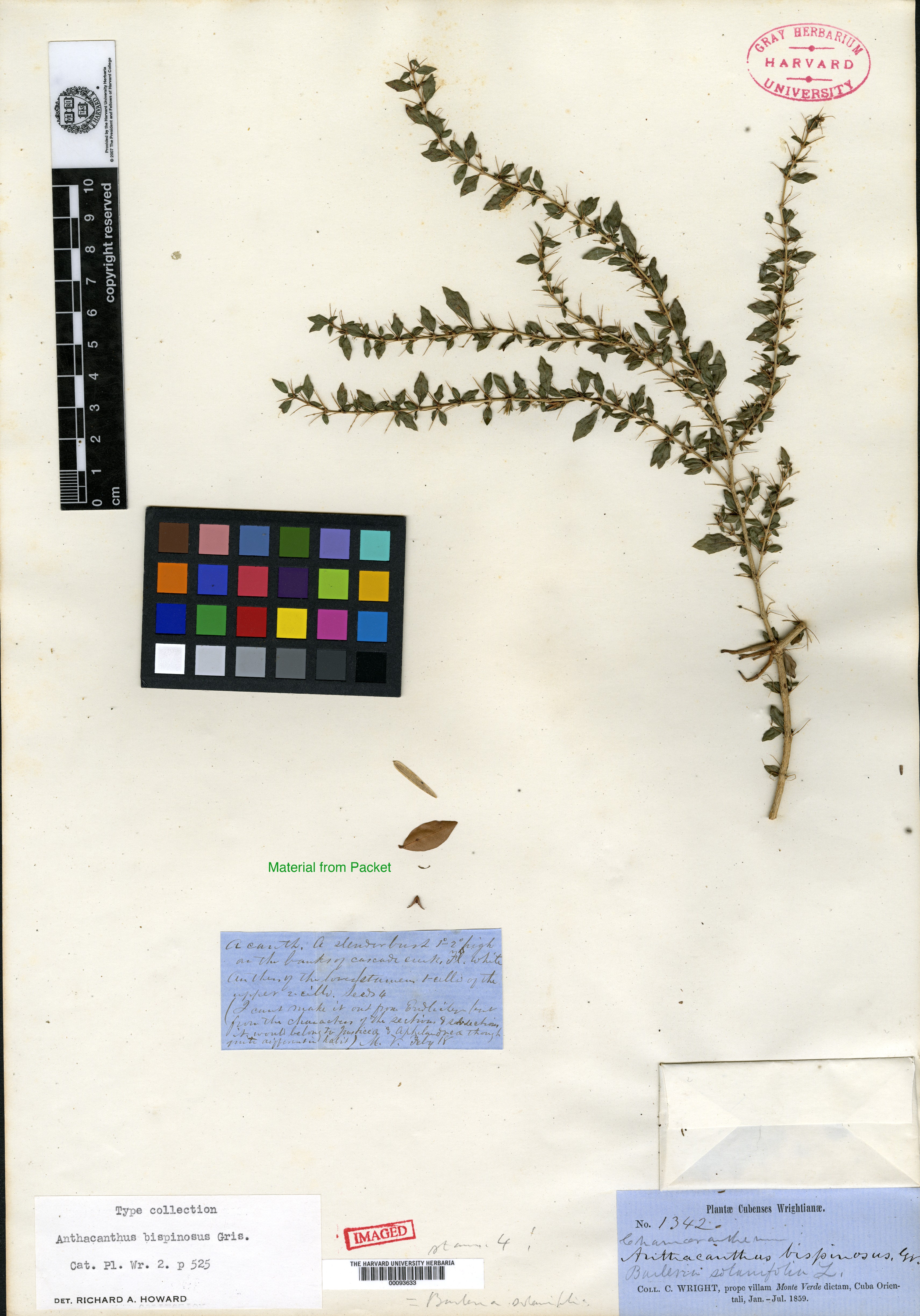 Barleriola solanifolia image