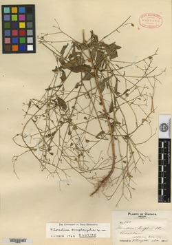 Florestina simplicifolia image