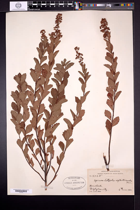 Spiraea latifolia var. septentrionalis image