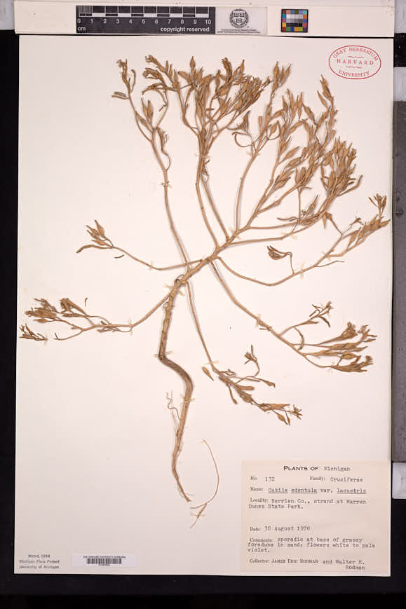 Cakile edentula var. lacustris image