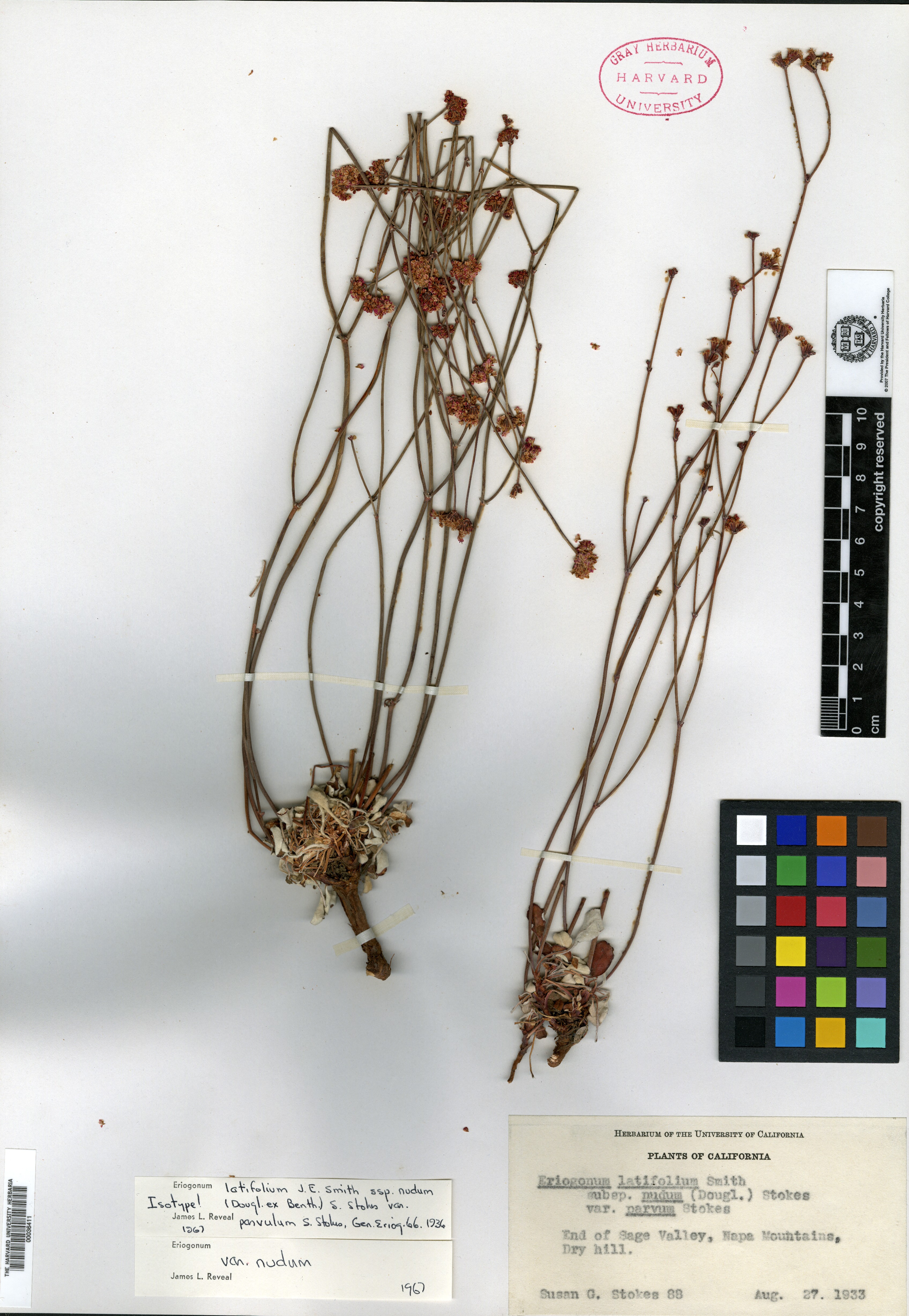 Eriogonum latifolium var. parvulum image