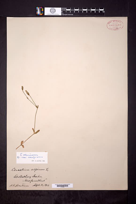 Cerastium alpinum subsp. lanatum image
