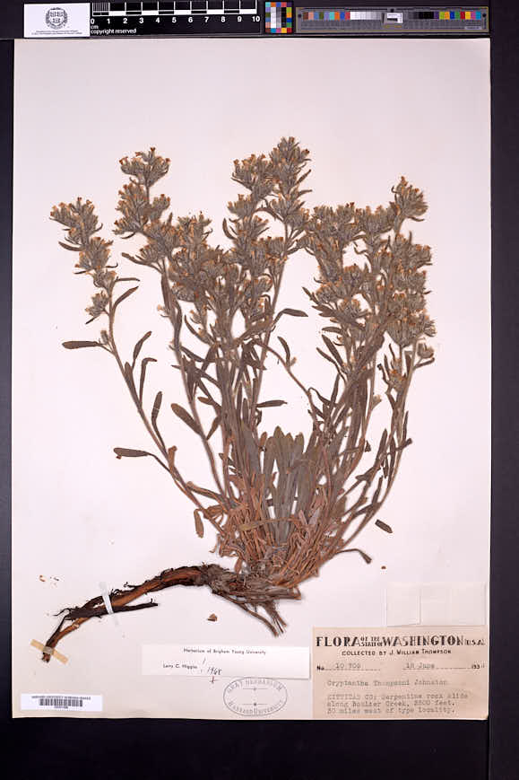 Oreocarya thompsonii image