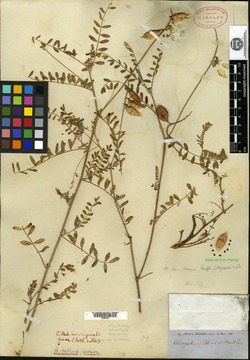 Astragalus fallax image