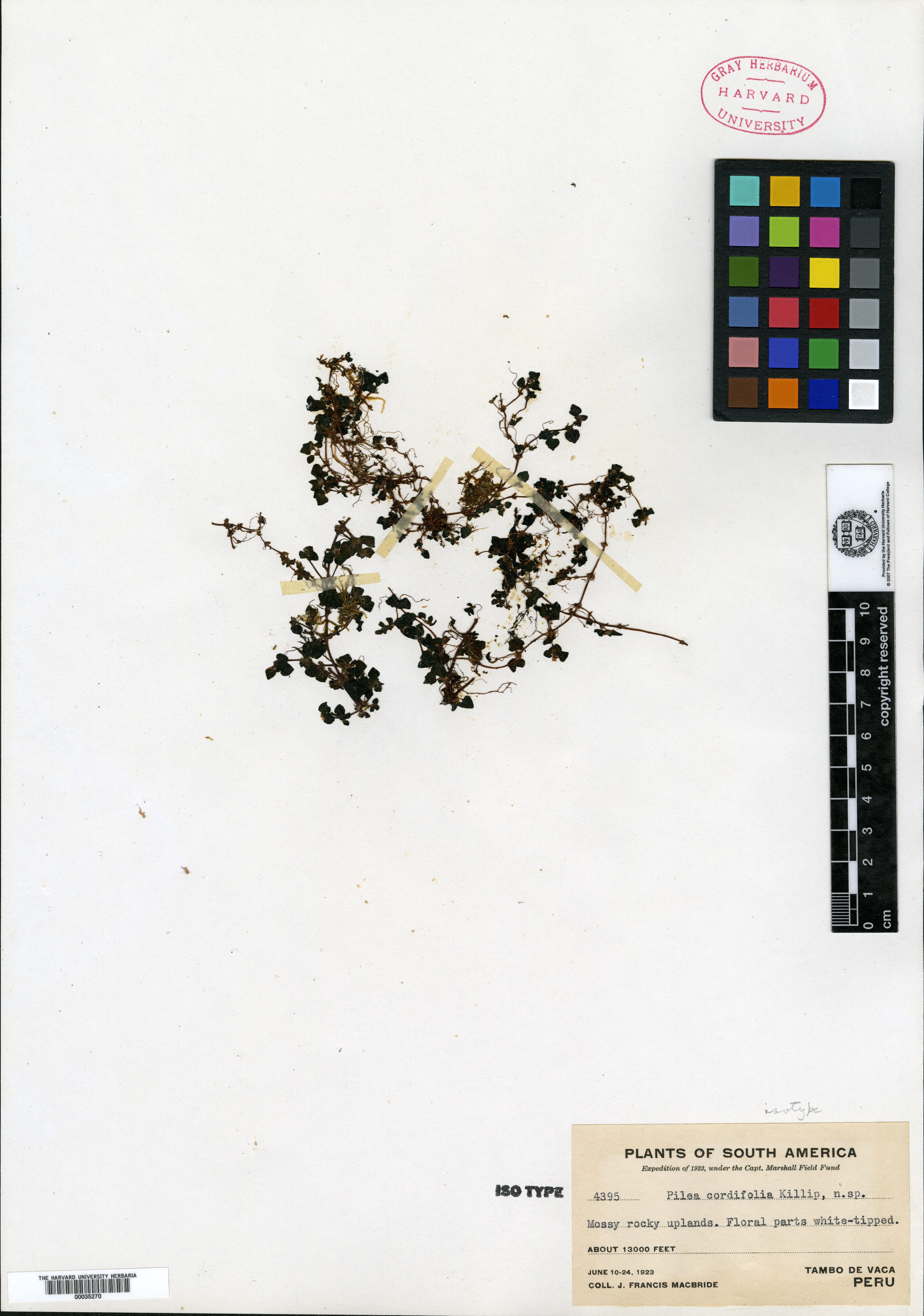 Pilea cordifolia image