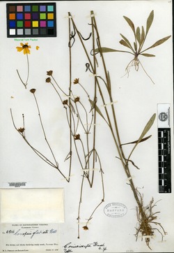 Coreopsis oniscicarpa image