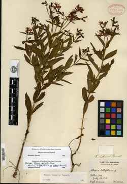 Comolia latifolia image