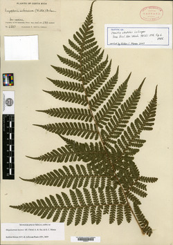 Megalastrum skutchii image