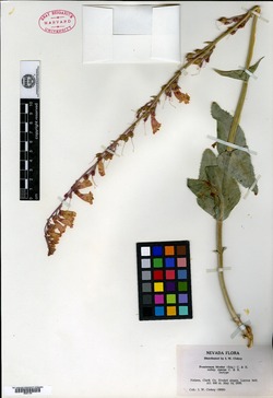 Penstemon bicolor image