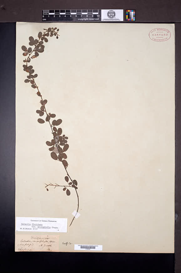 Galactia floridana var. microphylla image