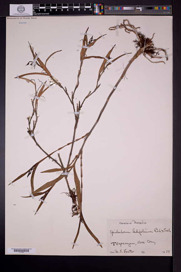 Epidendrum ledifolium image