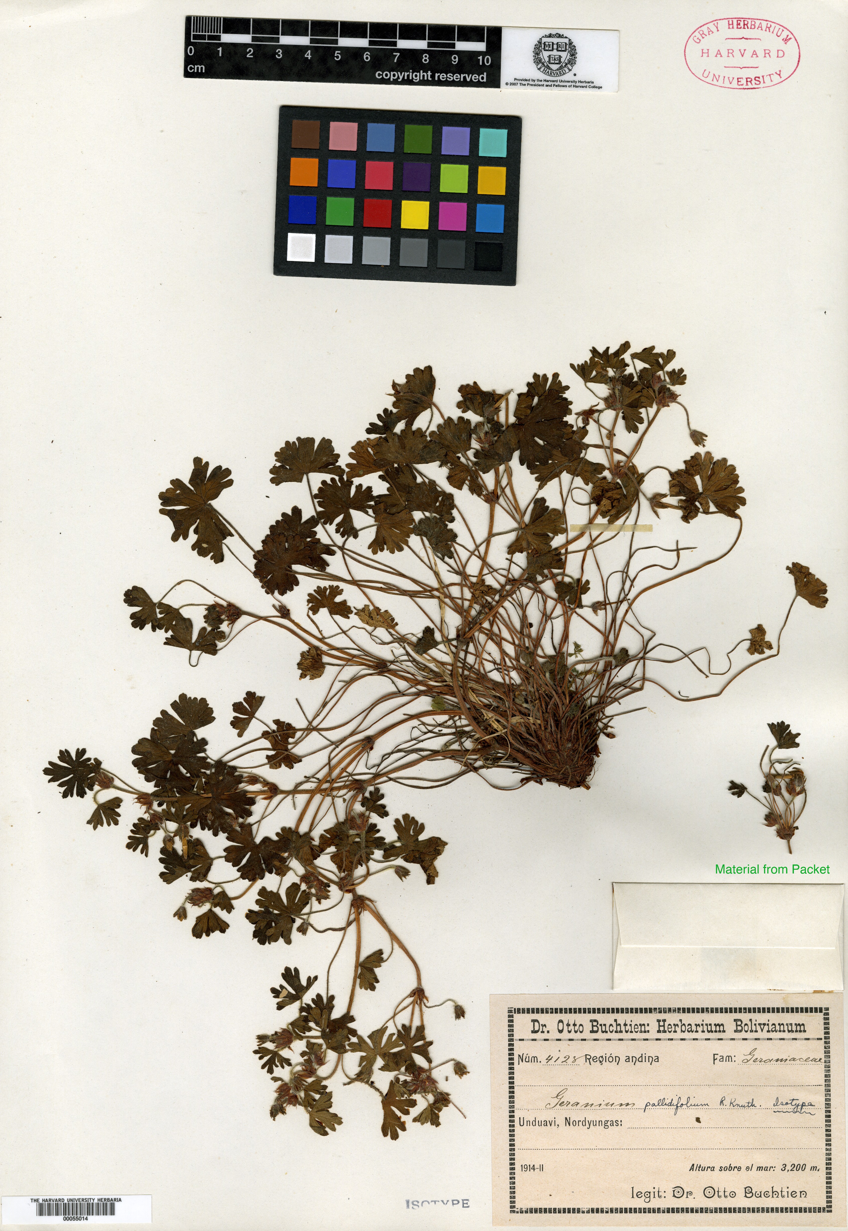 Geranium quinquelobum image