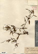 Croton stipularis image