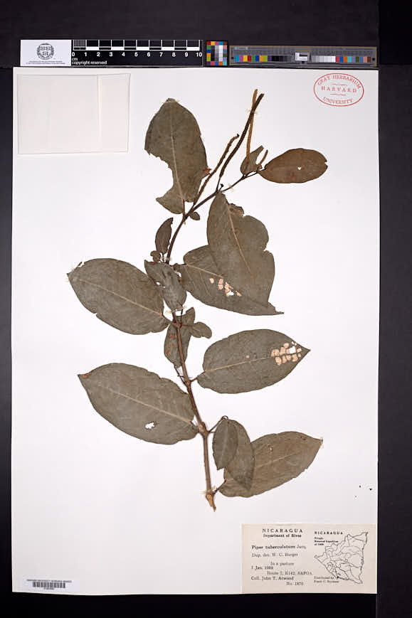 Piper tuberculatum image