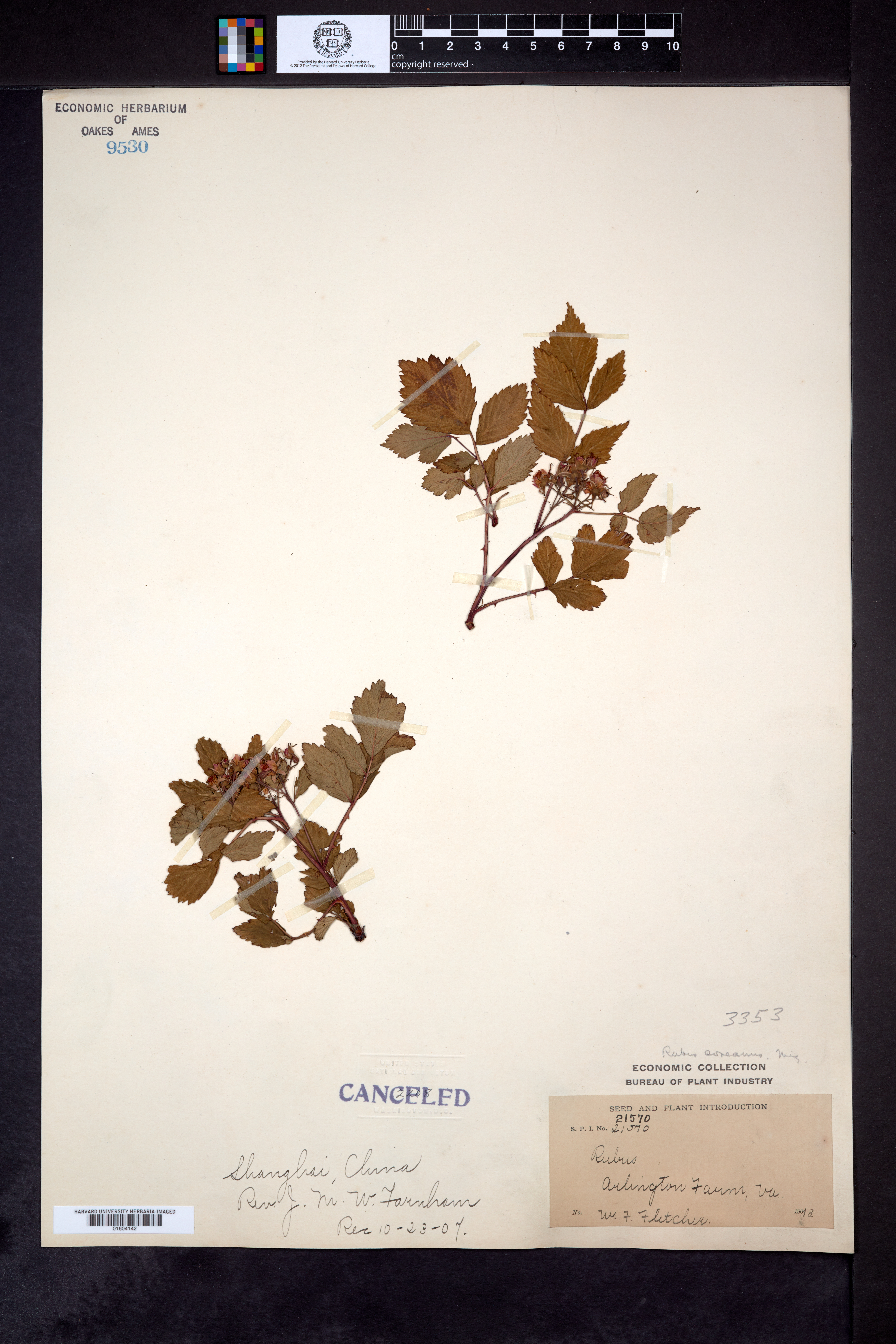 Rubus coreanus image