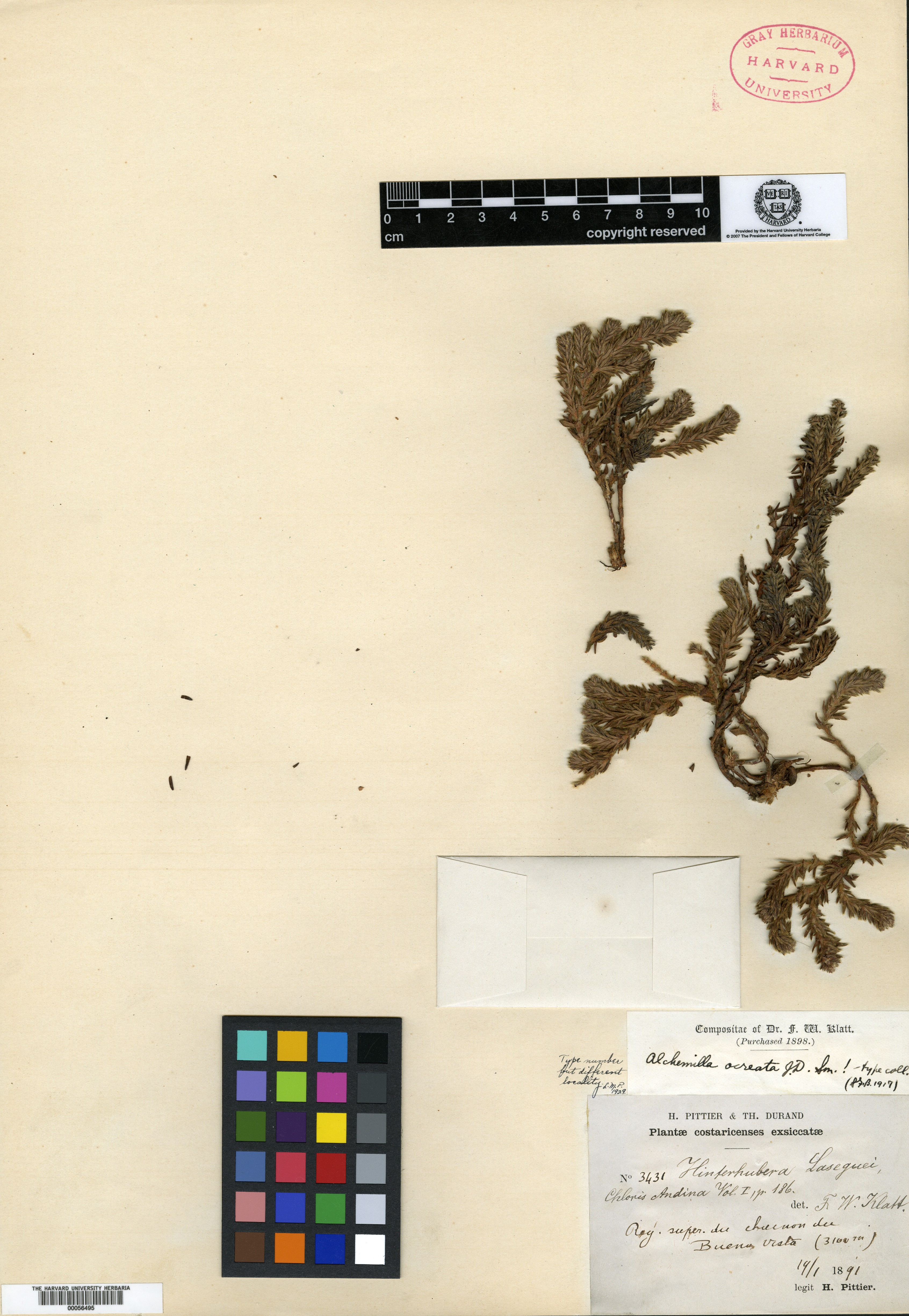Lachemilla verticillata image